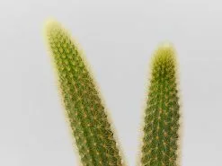 Golden Rat Tail Cactus 🌵 In LECA Set 21 Golden Rat Tail Cactus 🌵 In LECA Set -Plants in a Box Sales Shop MonkeyTailDoubleShortMrKitlyWhite detail