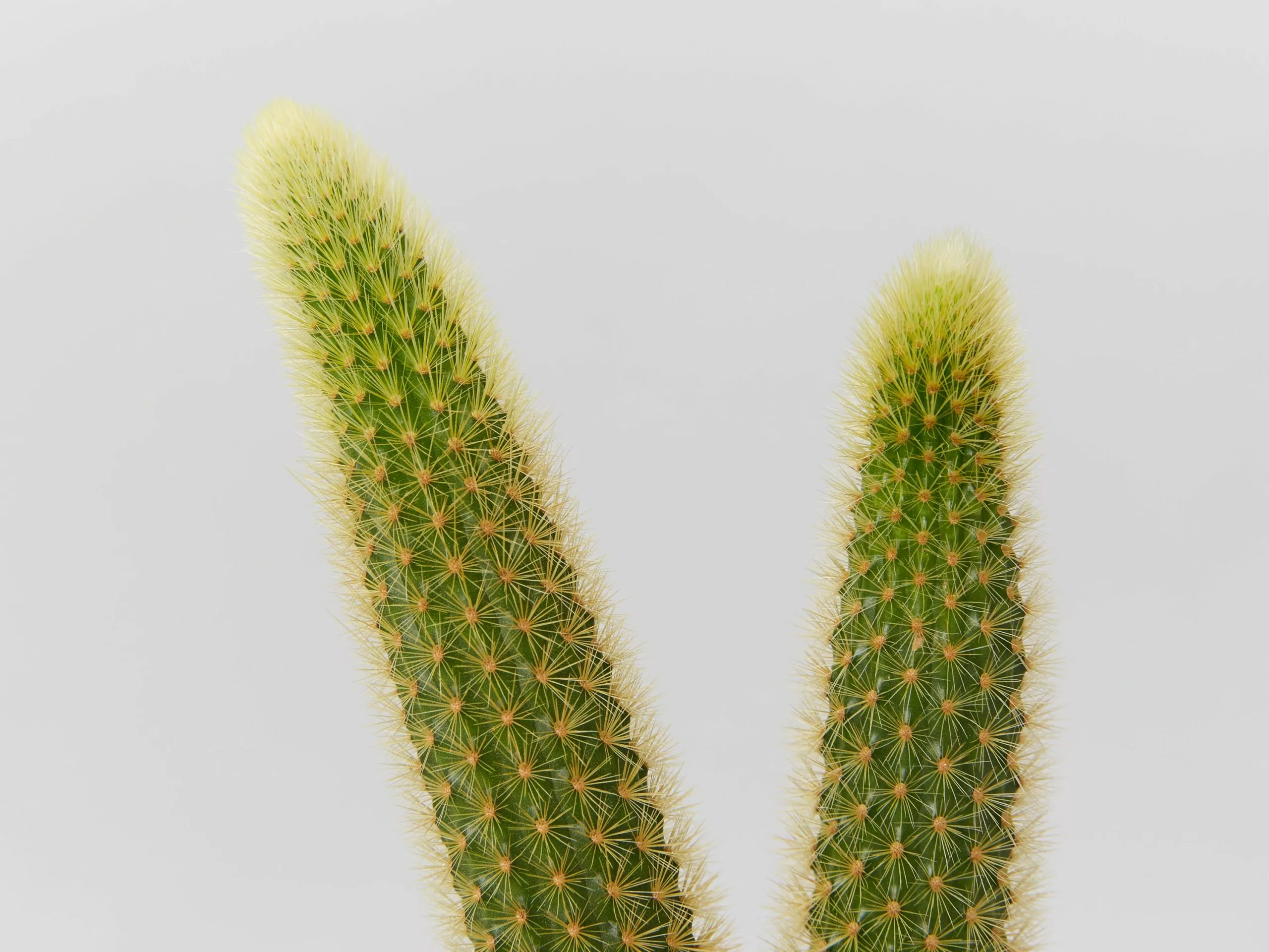 Golden Rat Tail Cactus 🌵 In LECA Set 9 Golden Rat Tail Cactus 🌵 In LECA Set - Image 7