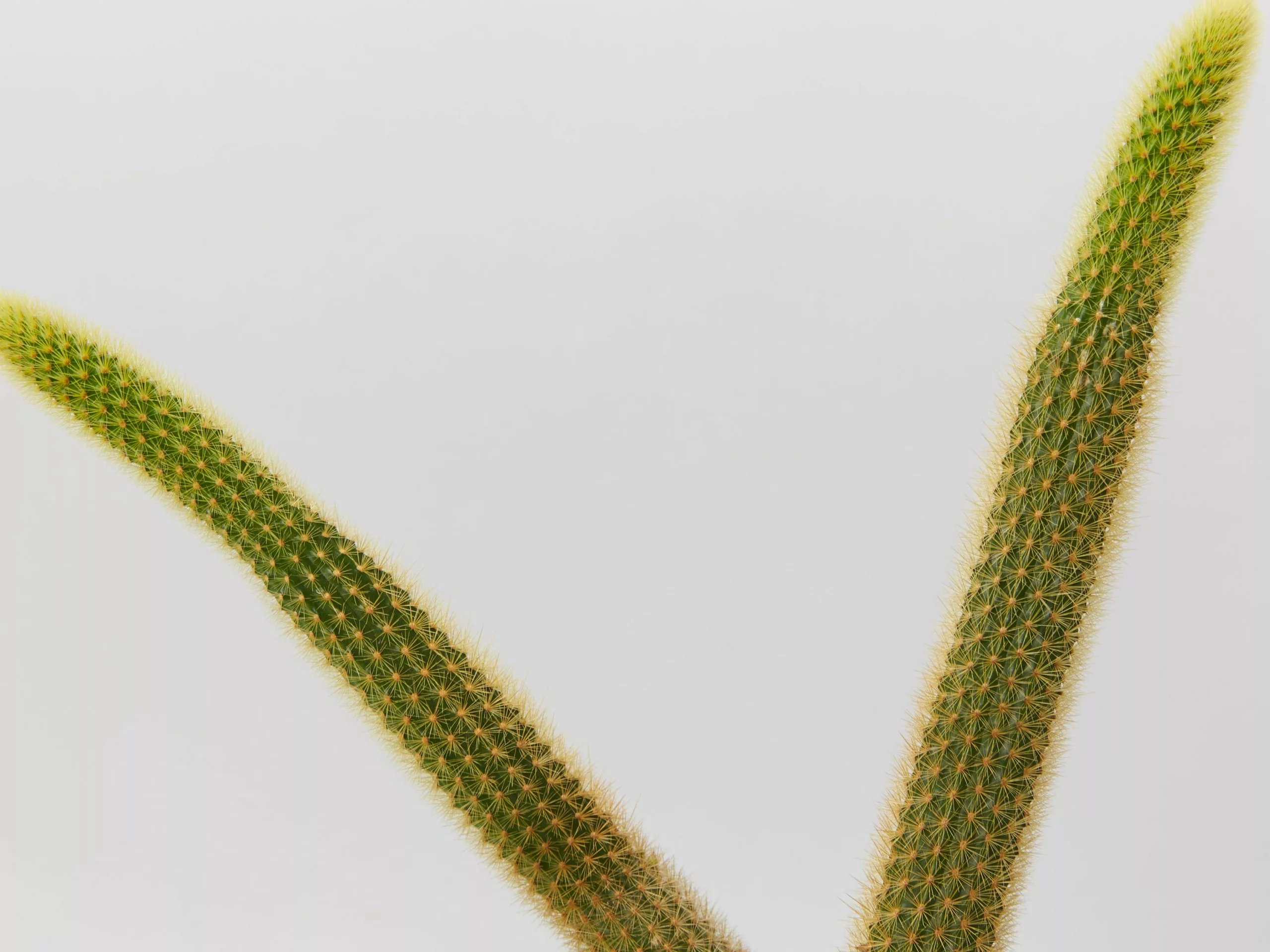 Golden Rat Tail Cactus 🌵 In LECA Set 5 Golden Rat Tail Cactus 🌵 In LECA Set - Image 3