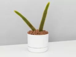 Golden Rat Tail Cactus 🌵 In LECA Set 19 Golden Rat Tail Cactus 🌵 In LECA Set -Plants in a Box Sales Shop MonkeyTailDoubleTallMrKitlyWhite single