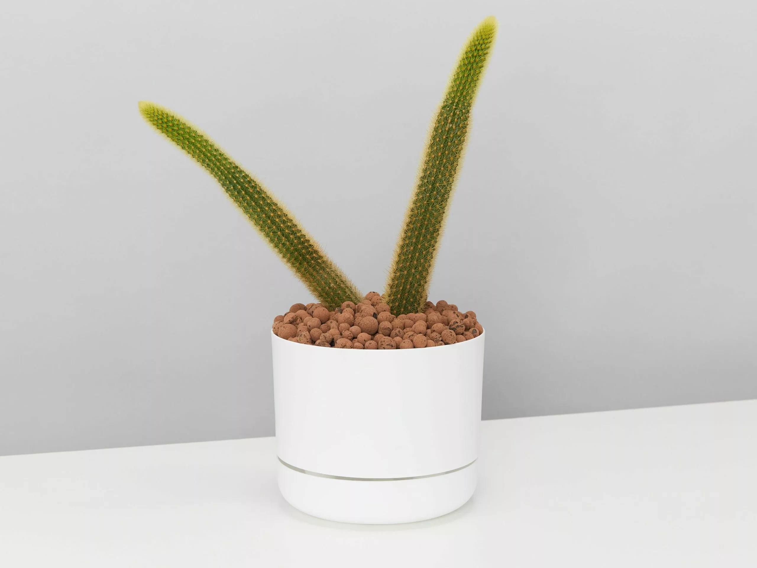 Golden Rat Tail Cactus 🌵 In LECA Set 7 Golden Rat Tail Cactus 🌵 In LECA Set - Image 5