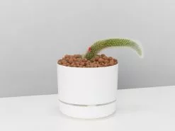 Soft Monkey Tail Cactus In LECA Set