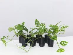 Monstera Adansonii -Plants in a Box Sales Shop MonsteraAdansonii 8plants 73991f9f 09d0 405f 9b23 a234c422c0bf