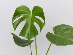 Living Room Plant Box - XLarge -Plants in a Box Sales Shop MonsteraDeliciosa detail 4