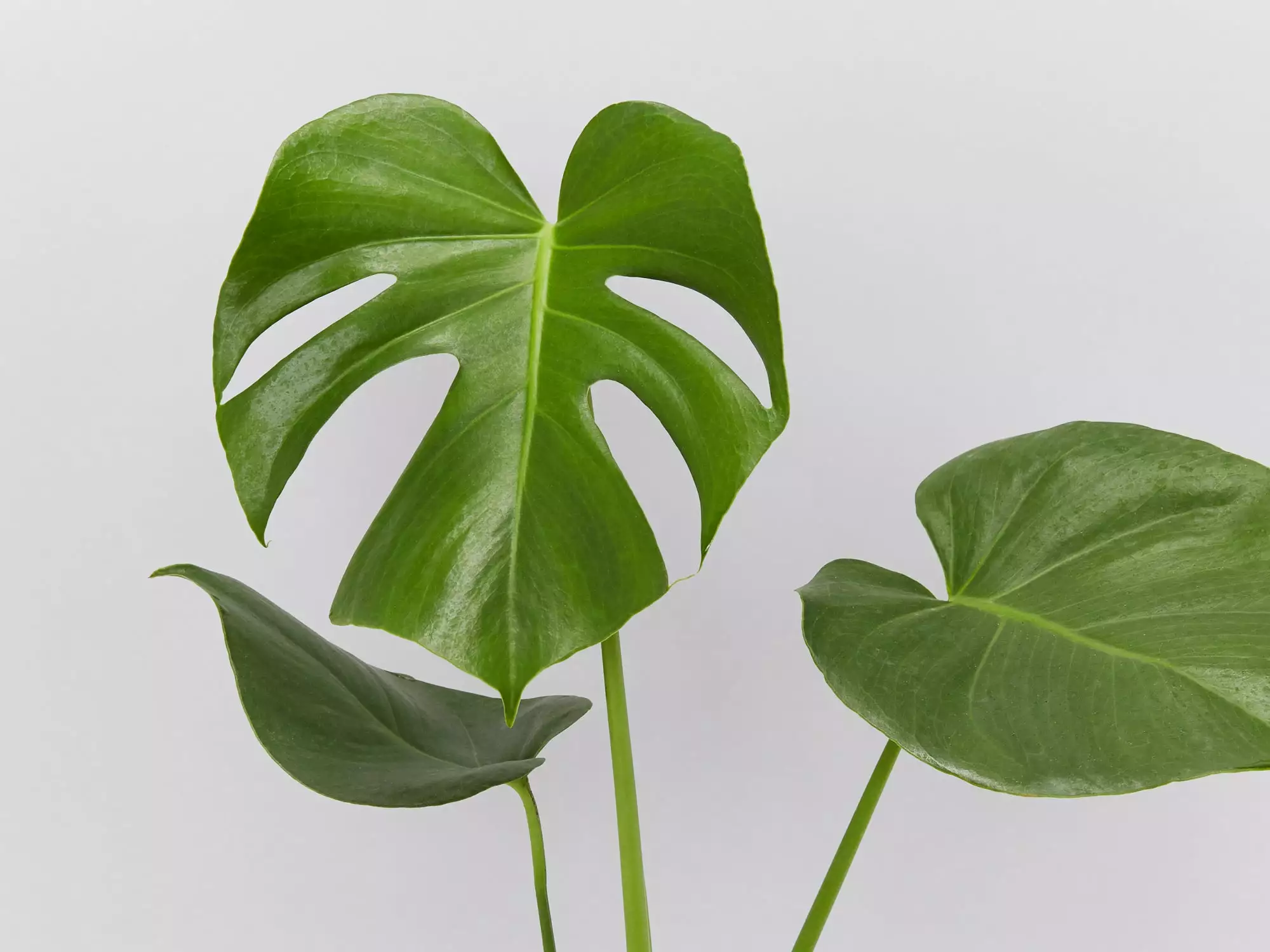 Air Purifier Box - XLarge Includes Monstera,Fern, Happy Plant 4 Air Purifier Box - XLarge Includes Monstera,Fern, Happy Plant - Image 2