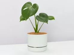Monstera Deliciosa Tauerii - Pot + Plant + Soil -Plants in a Box Sales Shop MonsteraDeliciosa large fogpot 608d4a98 0731 4864 8750 b0a228e7f113