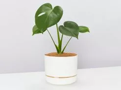 Monstera Deliciosa Tauerii - Pot + Plant + Soil