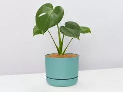 Monstera Deliciosa Tauerii - Pot + Plant + Soil -Plants in a Box Sales Shop MonsteraDeliciosa large mosspot dab40e58 0a00 408d 8821 6718e1187595