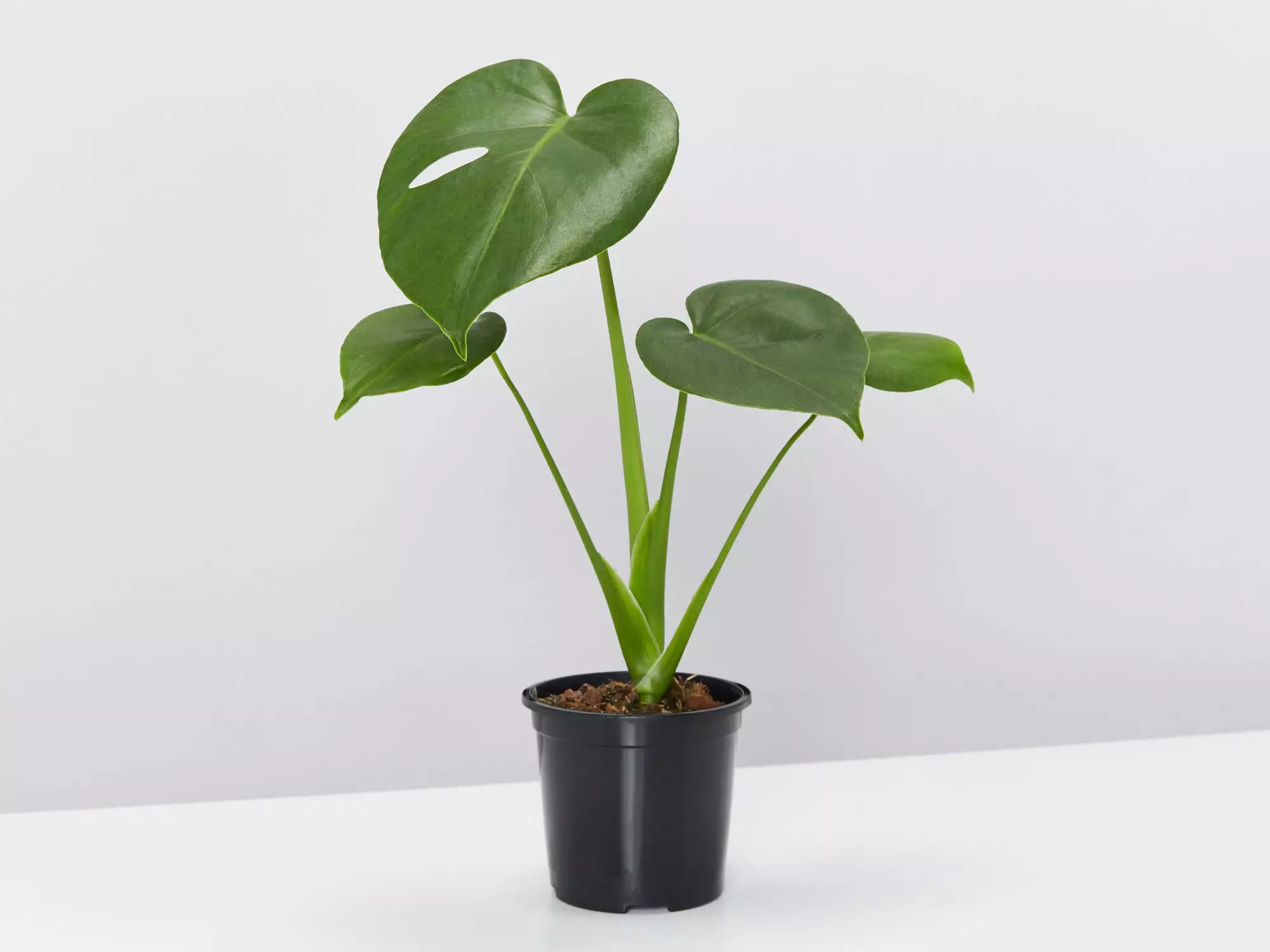 Monstera Deliciosa - Pot + Plant + Soil 8 Monstera Deliciosa - Pot + Plant + Soil - Image 6