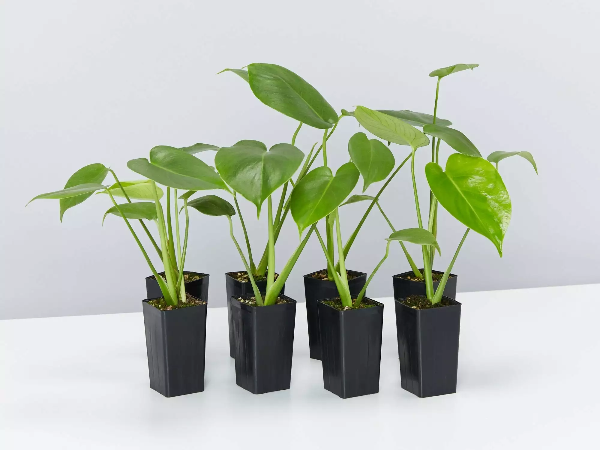 Monstera Deliciosa 3 Monstera Deliciosa