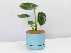 Monstera Deliciosa Tauerii - Pot + Plant + Soil -Plants in a Box Sales Shop Monstera LargeBluePot 4f22e78e 49de 473c 8564 de910329c929