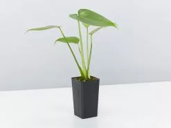 Plant-less Human Box - 8 Assorted Houseplants 23 Plant-less Human Box - 8 Assorted Houseplants -Plants in a Box Sales Shop Monstera Single cc63b225 9a1a 42e1 8654 480571781e55
