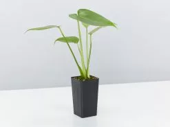Monstera Deliciosa 10 Monstera Deliciosa -Plants in a Box Sales Shop Monstera Single fcf1e68f 67e8 4799 9fef 4f2f61da58be