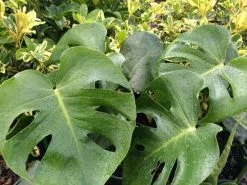 Monstera Deliciosa Tauerii - 85mm -Plants in a Box Sales Shop Monsterade 45f47736 a293 4380 a511 8392a997a744