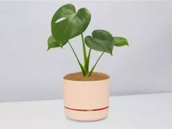 Monstera Deliciosa Tauerii - Pot + Plant + Soil -Plants in a Box Sales Shop MonsteradeliciosaTauerii ApricotPot