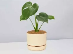 Monstera Deliciosa Tauerii - Pot + Plant + Soil -Plants in a Box Sales Shop MonsteradeliciosaTauerii BuffPot