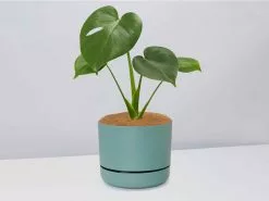 Monstera Deliciosa Tauerii - Pot + Plant + Soil -Plants in a Box Sales Shop MonsteradeliciosaTauerii CbGreenPot