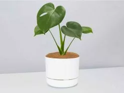 Monstera Deliciosa Tauerii - Pot + Plant + Soil -Plants in a Box Sales Shop MonsteradeliciosaTauerii WhitePot