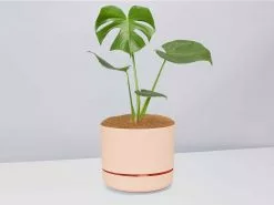 Monstera Deliciosa - Pot + Plant + Soil 21 Monstera Deliciosa - Pot + Plant + Soil -Plants in a Box Sales Shop Monsteradeliciosa ApricotPot