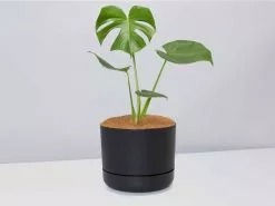 Monstera Deliciosa - Pot + Plant + Soil 22 Monstera Deliciosa - Pot + Plant + Soil -Plants in a Box Sales Shop Monsteradeliciosa BlackPot