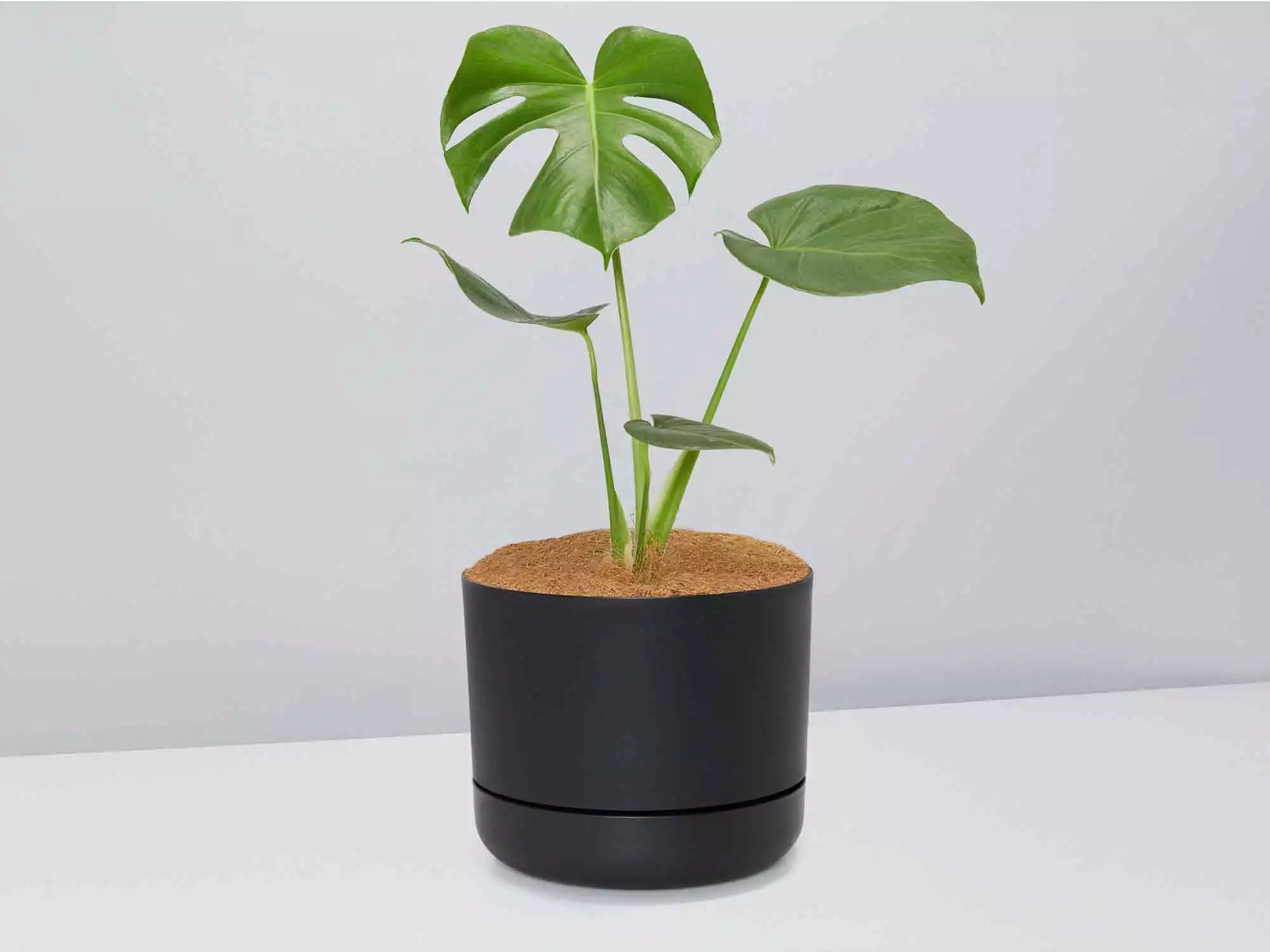 Monstera Deliciosa - Pot + Plant + Soil 7 Monstera Deliciosa - Pot + Plant + Soil - Image 5