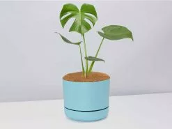 Monstera Deliciosa - Pot + Plant + Soil 24 Monstera Deliciosa - Pot + Plant + Soil -Plants in a Box Sales Shop Monsteradeliciosa BluePot