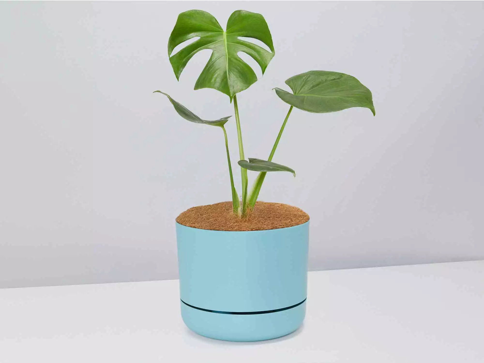 Monstera Deliciosa - Pot + Plant + Soil 9 Monstera Deliciosa - Pot + Plant + Soil - Image 7