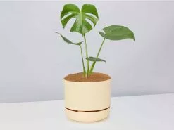 Monstera Deliciosa - Pot + Plant + Soil 20 Monstera Deliciosa - Pot + Plant + Soil -Plants in a Box Sales Shop Monsteradeliciosa BuffPot