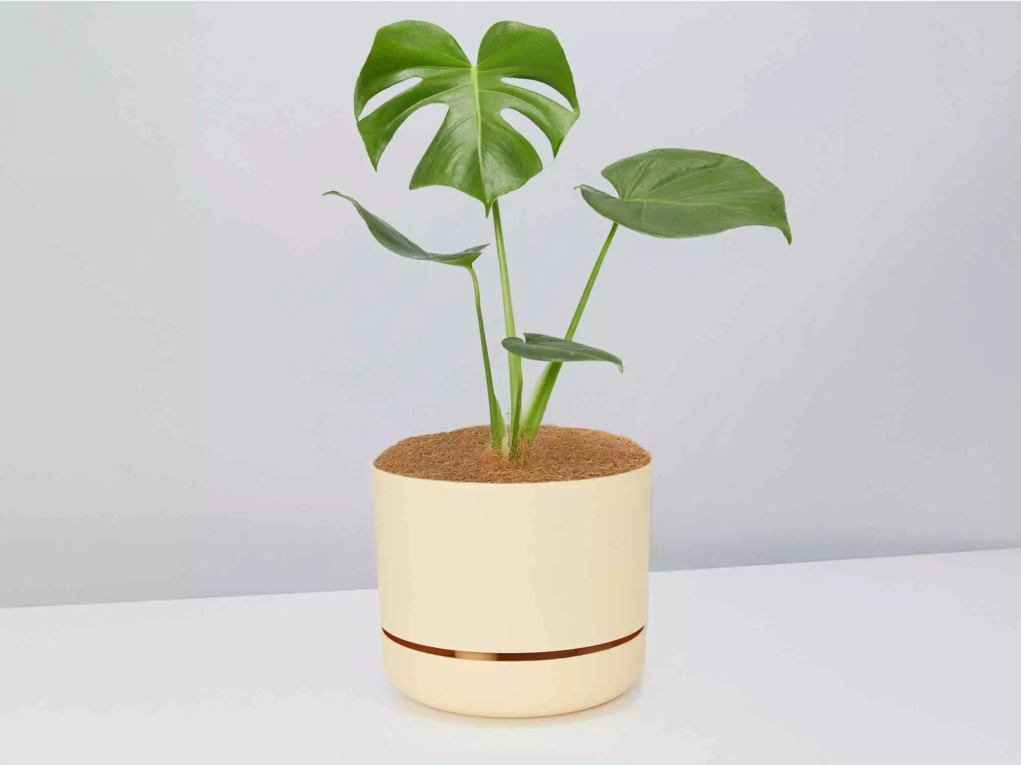 Monstera Deliciosa - Pot + Plant + Soil 5 Monstera Deliciosa - Pot + Plant + Soil - Image 3