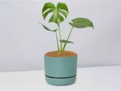 Monstera Deliciosa - Pot + Plant + Soil 28 Monstera Deliciosa - Pot + Plant + Soil -Plants in a Box Sales Shop Monsteradeliciosa CbGreenPot
