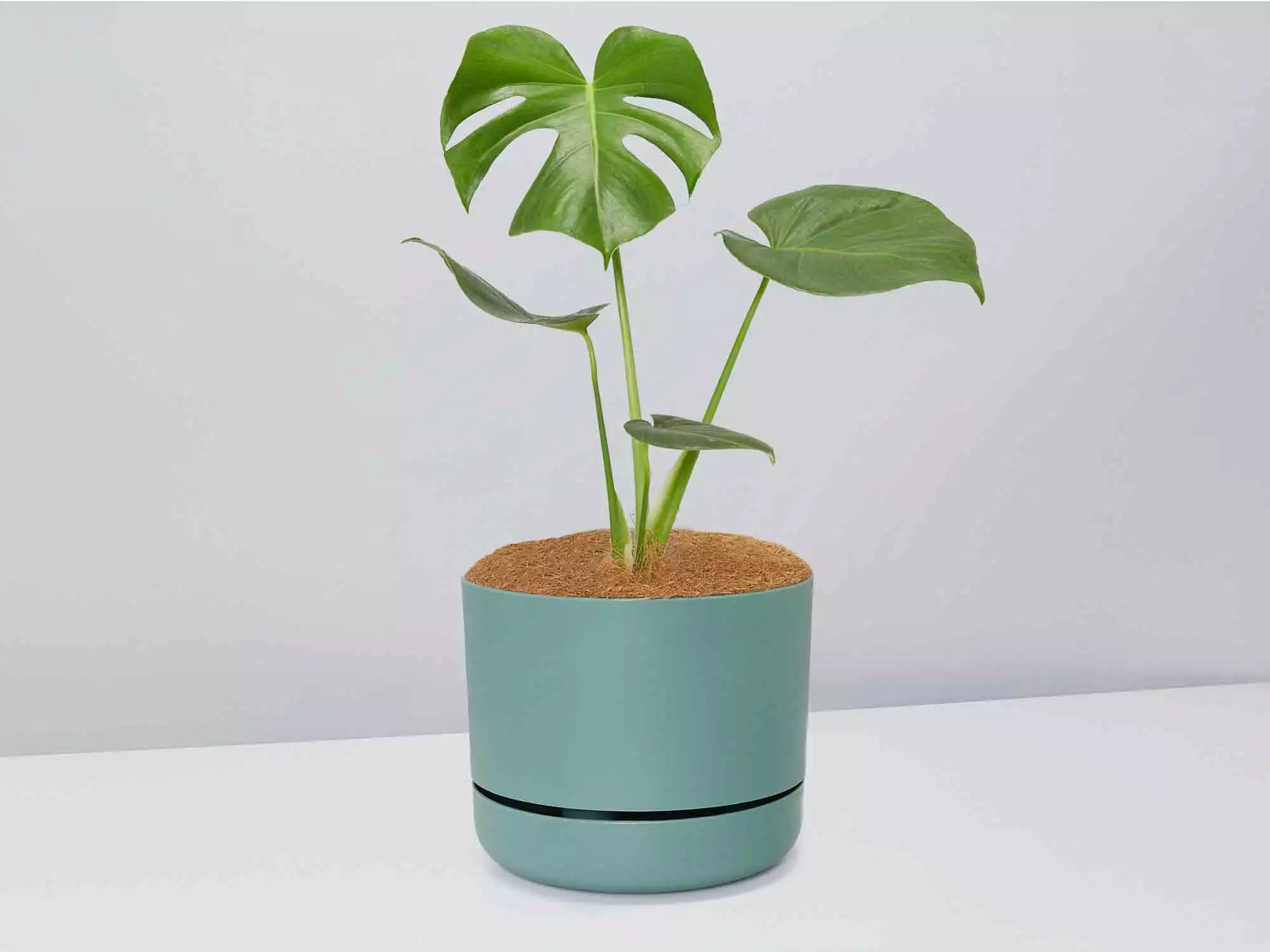 Monstera Deliciosa - Pot + Plant + Soil 13 Monstera Deliciosa - Pot + Plant + Soil - Image 11