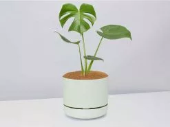 Monstera Deliciosa - Pot + Plant + Soil