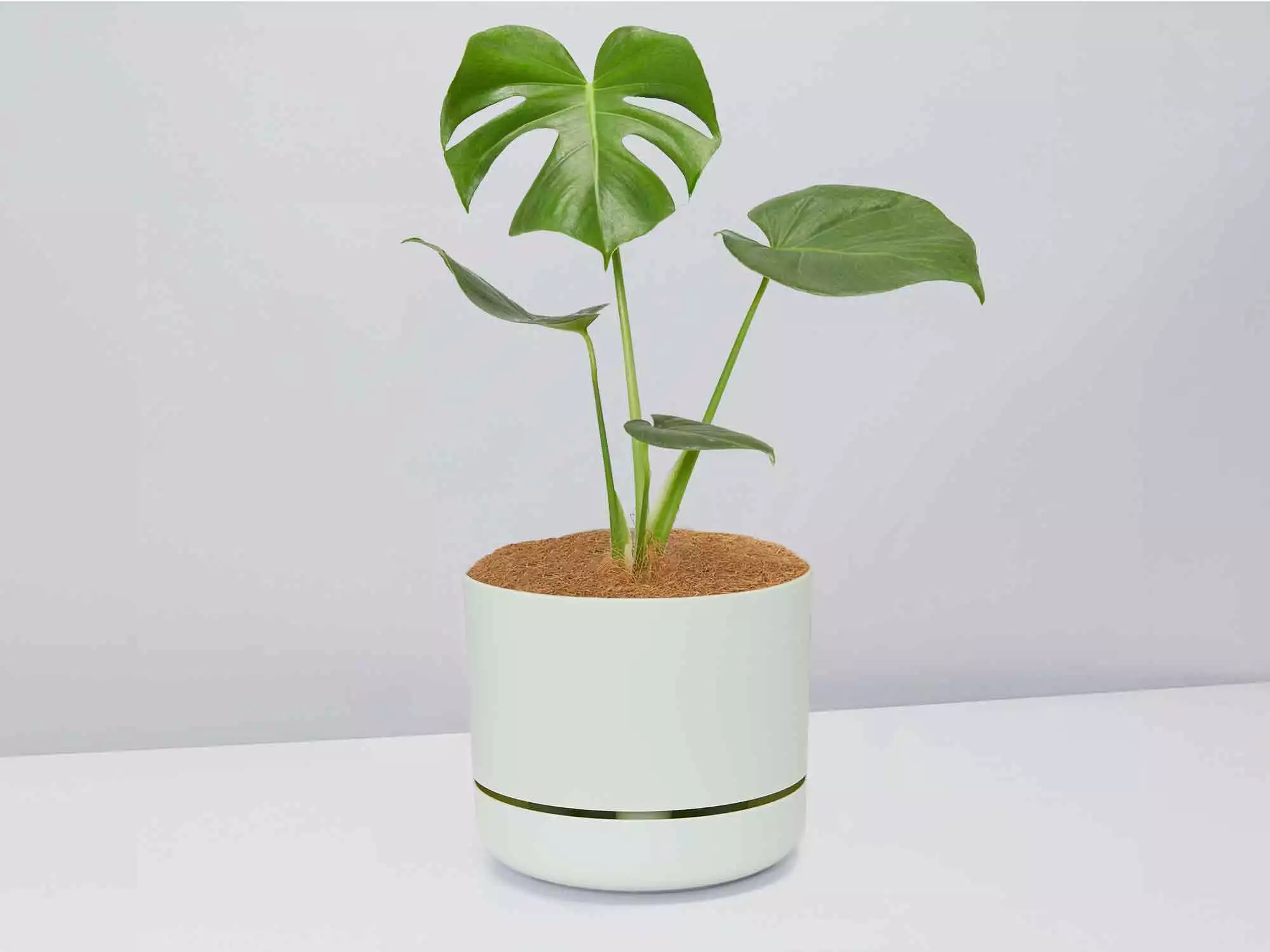 Buy Free Delivery Monstera Deliciosa Pot