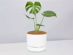 Monstera Deliciosa - Pot + Plant + Soil 26 Monstera Deliciosa - Pot + Plant + Soil -Plants in a Box Sales Shop Monsteradeliciosa LinenPot