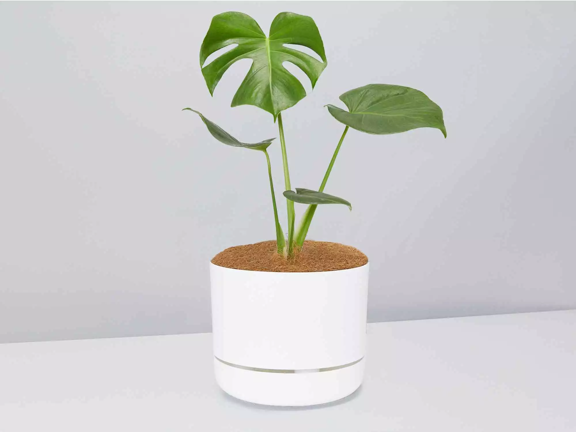 Monstera Deliciosa - Pot + Plant + Soil 11 Monstera Deliciosa - Pot + Plant + Soil - Image 9