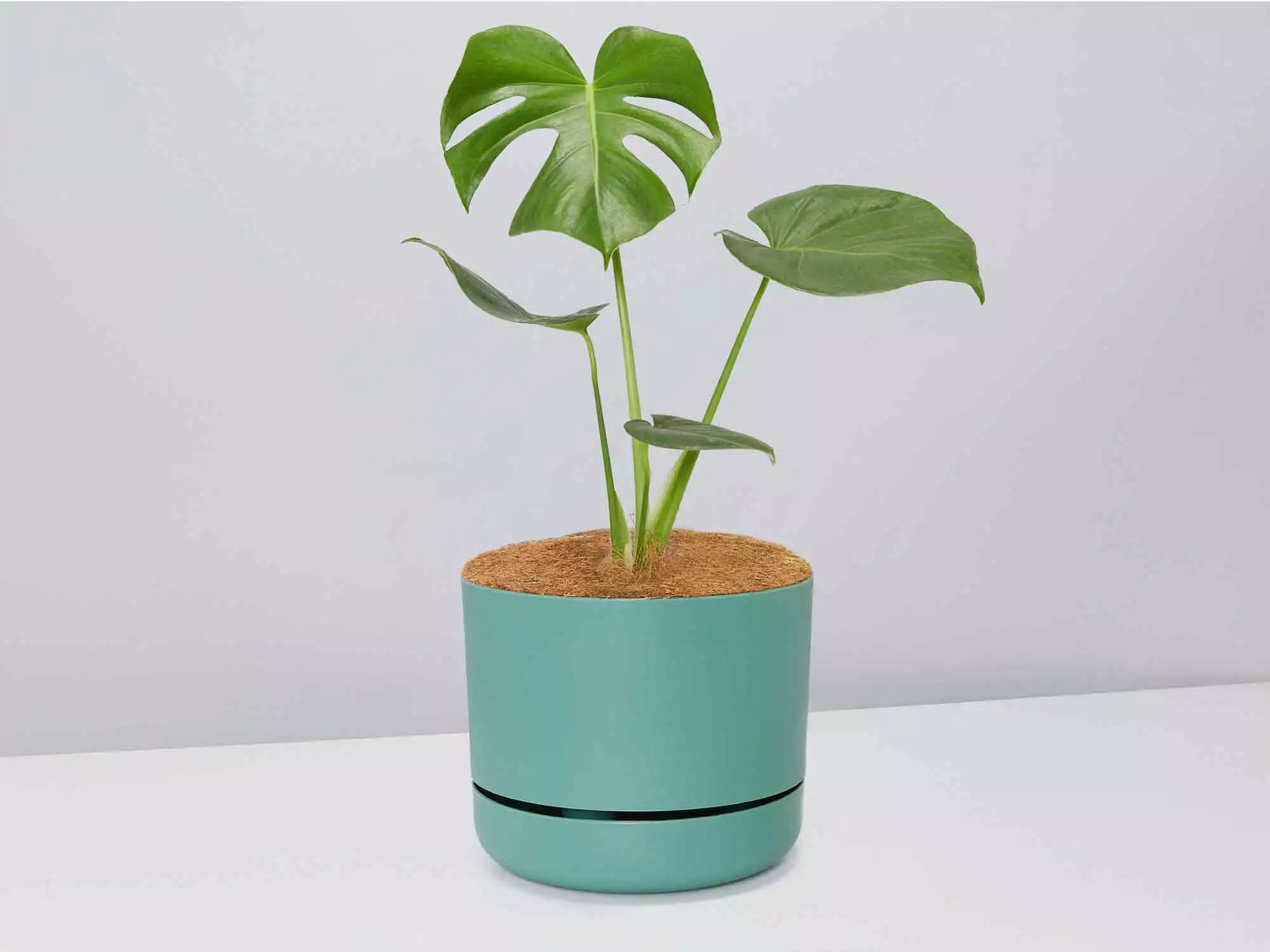 Monstera Deliciosa - Pot + Plant + Soil 10 Monstera Deliciosa - Pot + Plant + Soil - Image 8