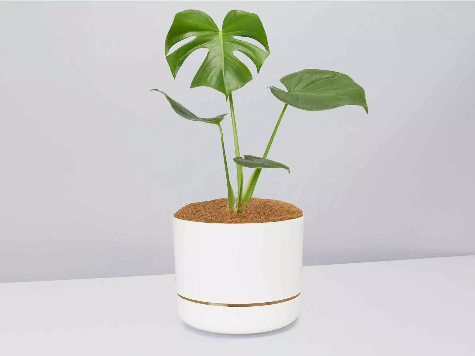 Monstera Deliciosa - Pot + Plant + Soil 4 Monstera Deliciosa - Pot + Plant + Soil - Image 2
