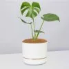 Monstera Deliciosa Gift Box - White Pot -Plants in a Box Sales Shop Monsteradeliciosa WhitePot e7a06f37 7440 45b7 9cfd 611390055a10