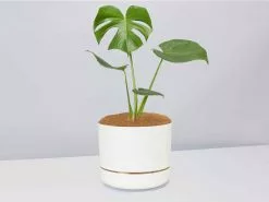 Monstera Deliciosa Gift Box - White Pot