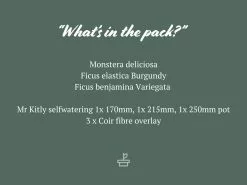 3 Plants & 3 Assorted Sized Self-Watering Pot Set -Plants in a Box Sales Shop MrKitly3Plants 3AssortedSizesPots 8