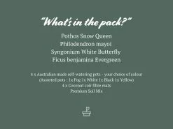 4 Plants & 4 Self-Watering Pot Set - With Soil Mix 23 4 Plants & 4 Self-Watering Pot Set - With Soil Mix -Plants in a Box Sales Shop MrKitly4plants4pots 12