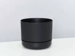 Syngonium Mango Allusion - Pot + Plant + Soil -Plants in a Box Sales Shop MrKitlyBlack 170mm 4dc01734 ef6c 4cfd b6ca 85726887059c