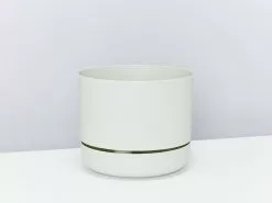 Crocodile Fern - Pot + Plant + Soil -Plants in a Box Sales Shop MrKitlyFog 170mm