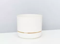 Crocodile Fern - Pot + Plant + Soil -Plants in a Box Sales Shop MrKitlyLinen 170mm