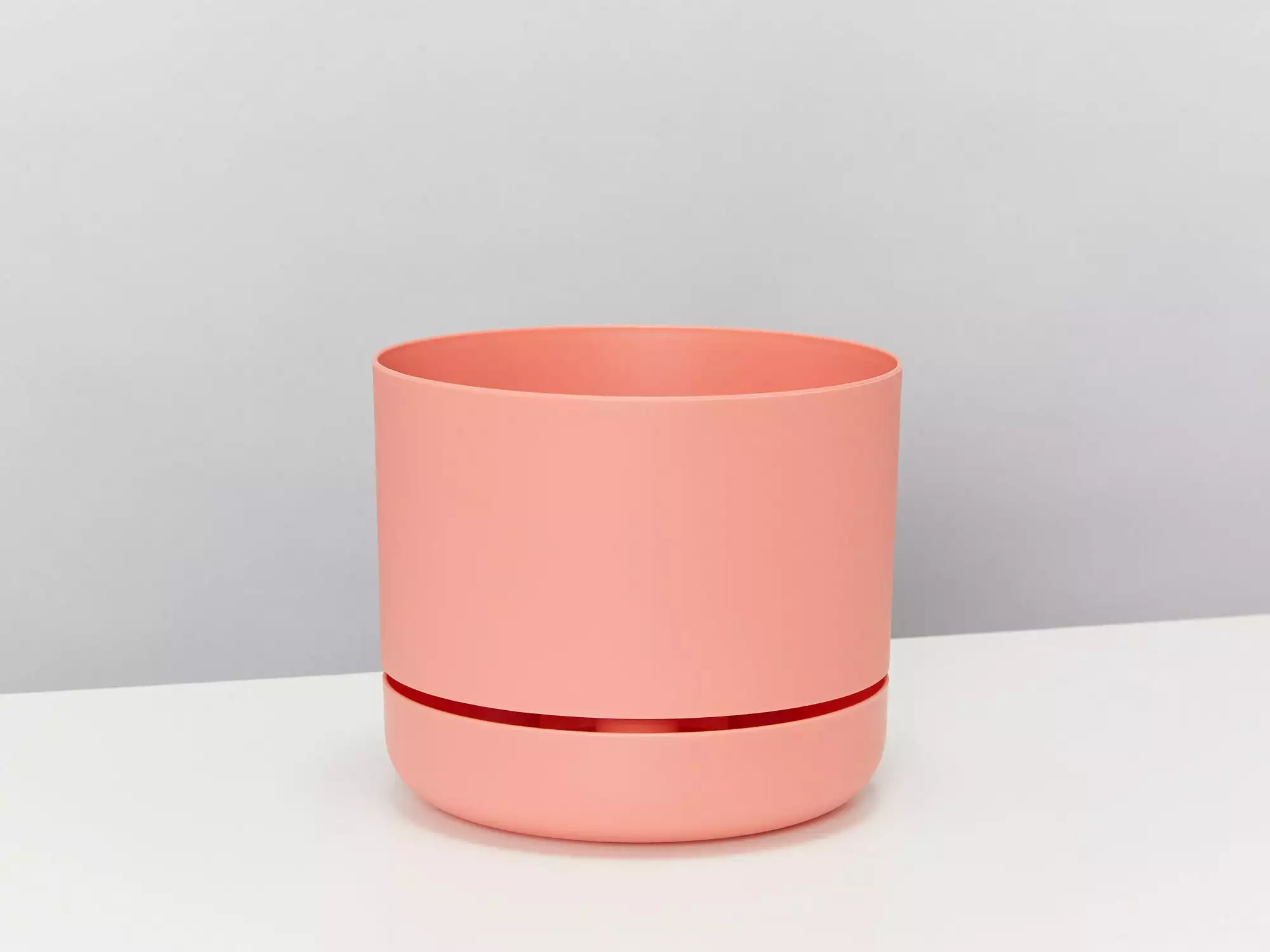 Peperomia Silver Ripple - Pot + Plant + Soil 14 Peperomia Silver Ripple - Pot + Plant + Soil - Image 12