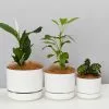 3 Plants & 3 Assorted Sized Self-Watering Pot Set -Plants in a Box Sales Shop MrKitly Cluster White