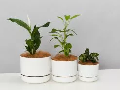 Self-Watering Pot Clusters - 3 Different Sizes -Plants in a Box Sales Shop MrKitly Cluster White 5f0e0f7e df35 4ae4 b855 22d065e789e1
