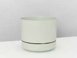 Hoya Krimson Princess Gift Box - Includes Stake -Plants in a Box Sales Shop MrkitlyPot215Fog 34af51db 6b4c 4a3c 8b7c f46365c45443