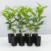 Murraya Paniculata Sweet Privacy Hedge -Plants in a Box Sales Shop MurrayaPaniculata 8 plants 1 817b6fc6 7167 4bd5 a012 f2bf72cd9202