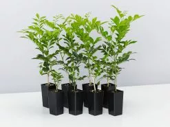 Murraya Paniculata Mock Orange Hedging Box